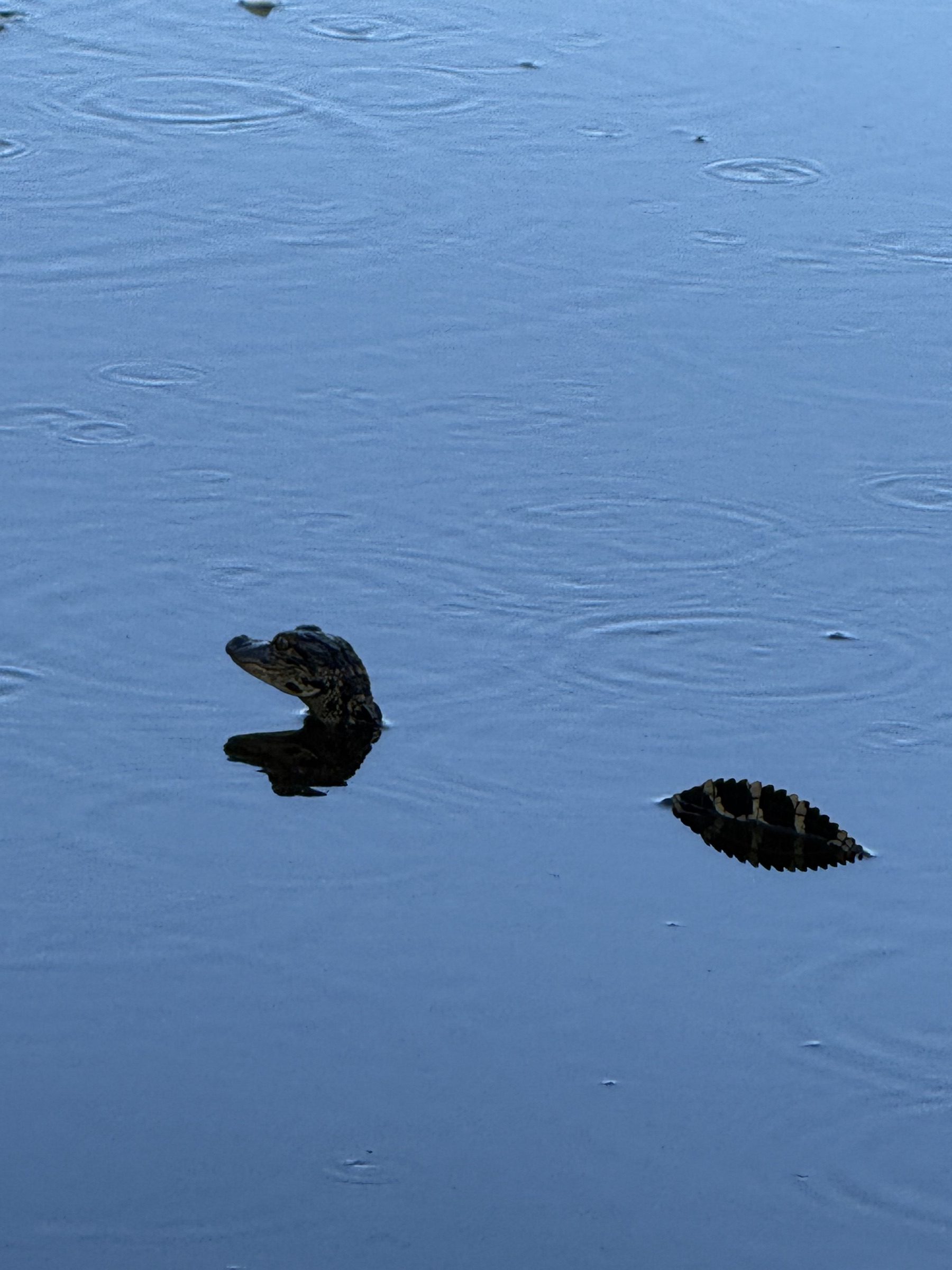 A young American alligator surfacing in calm Everglades water on an Aces Airboat Tour