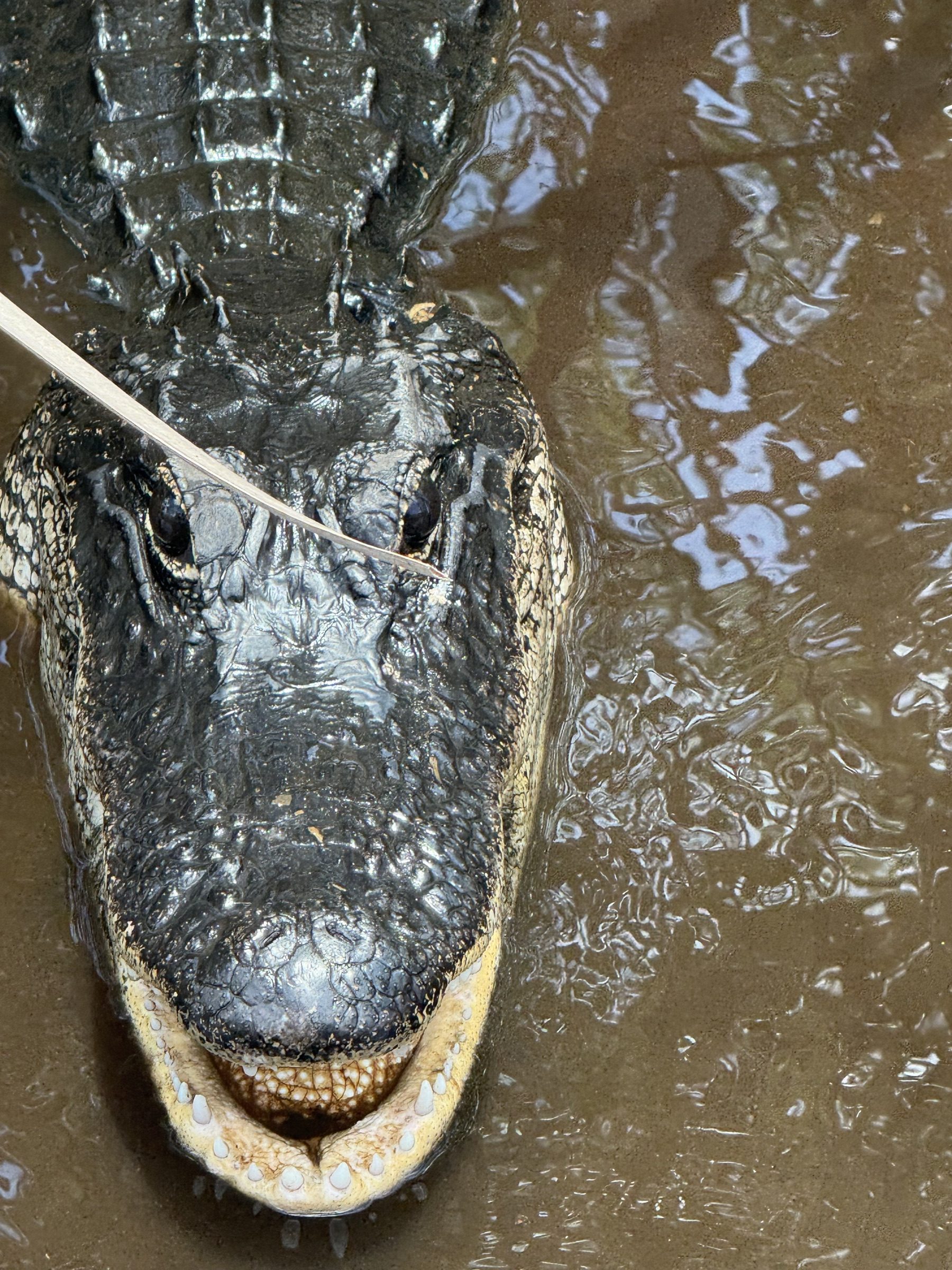 Close-up of a wild Everglades alligator a short drive west of Lauderdale Lakes