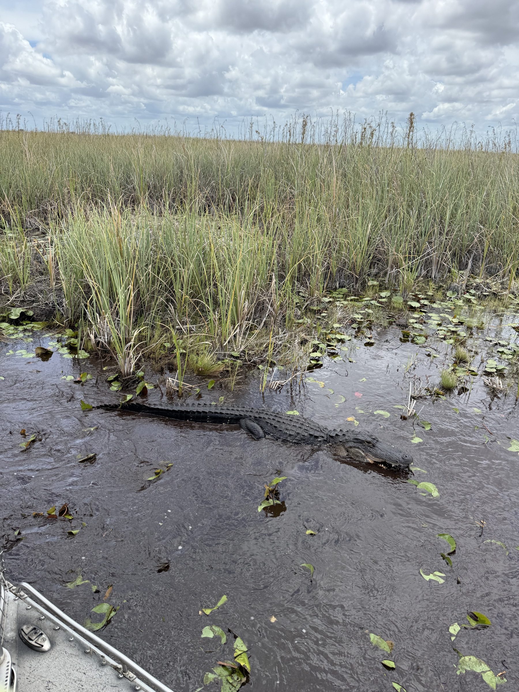 Large alligator swimming through the sawgrass on an Everglades airboat nature tour