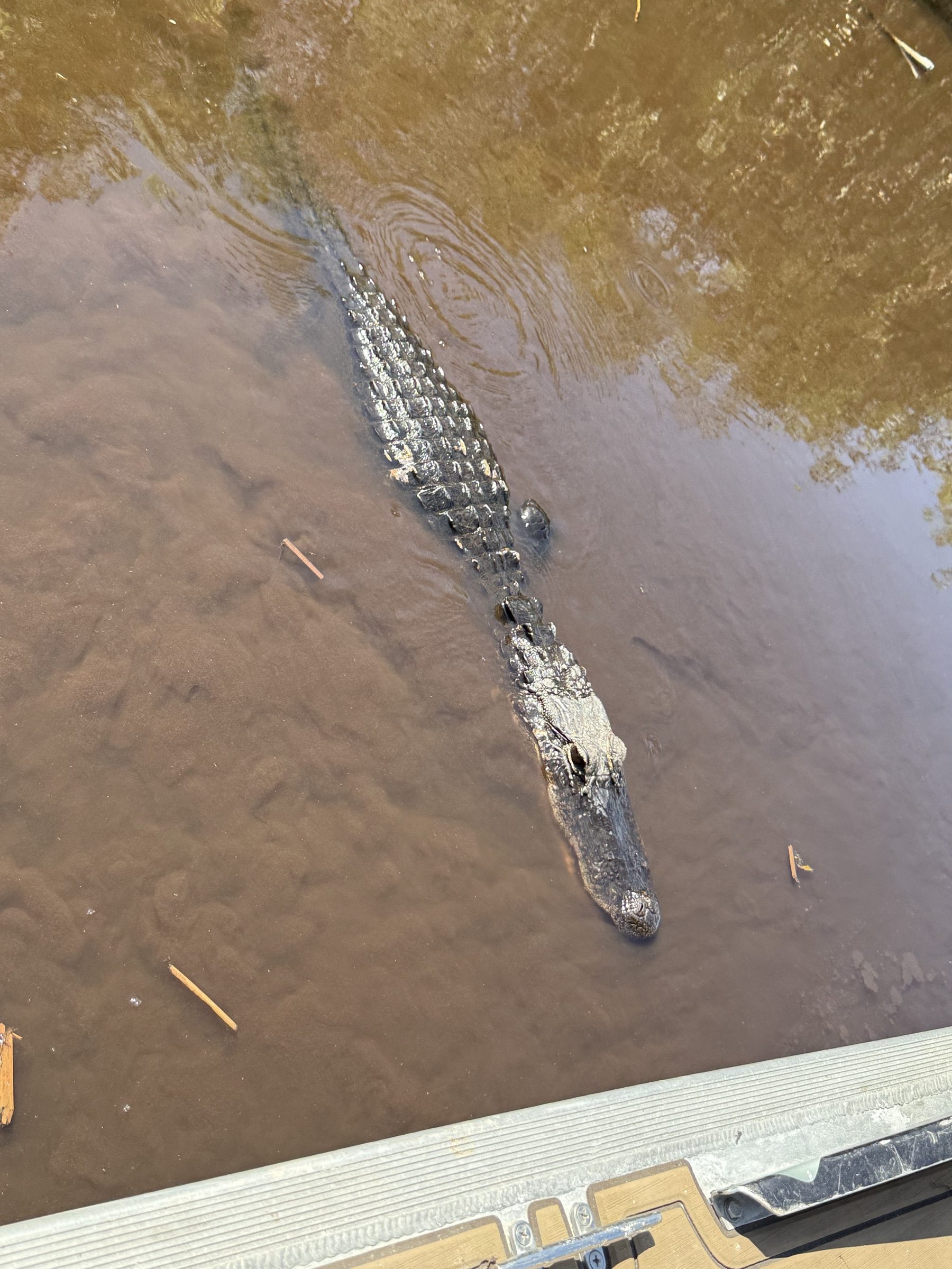 Large wild alligator near the dock on one of our alligator tours Fort Lauderdale guests book