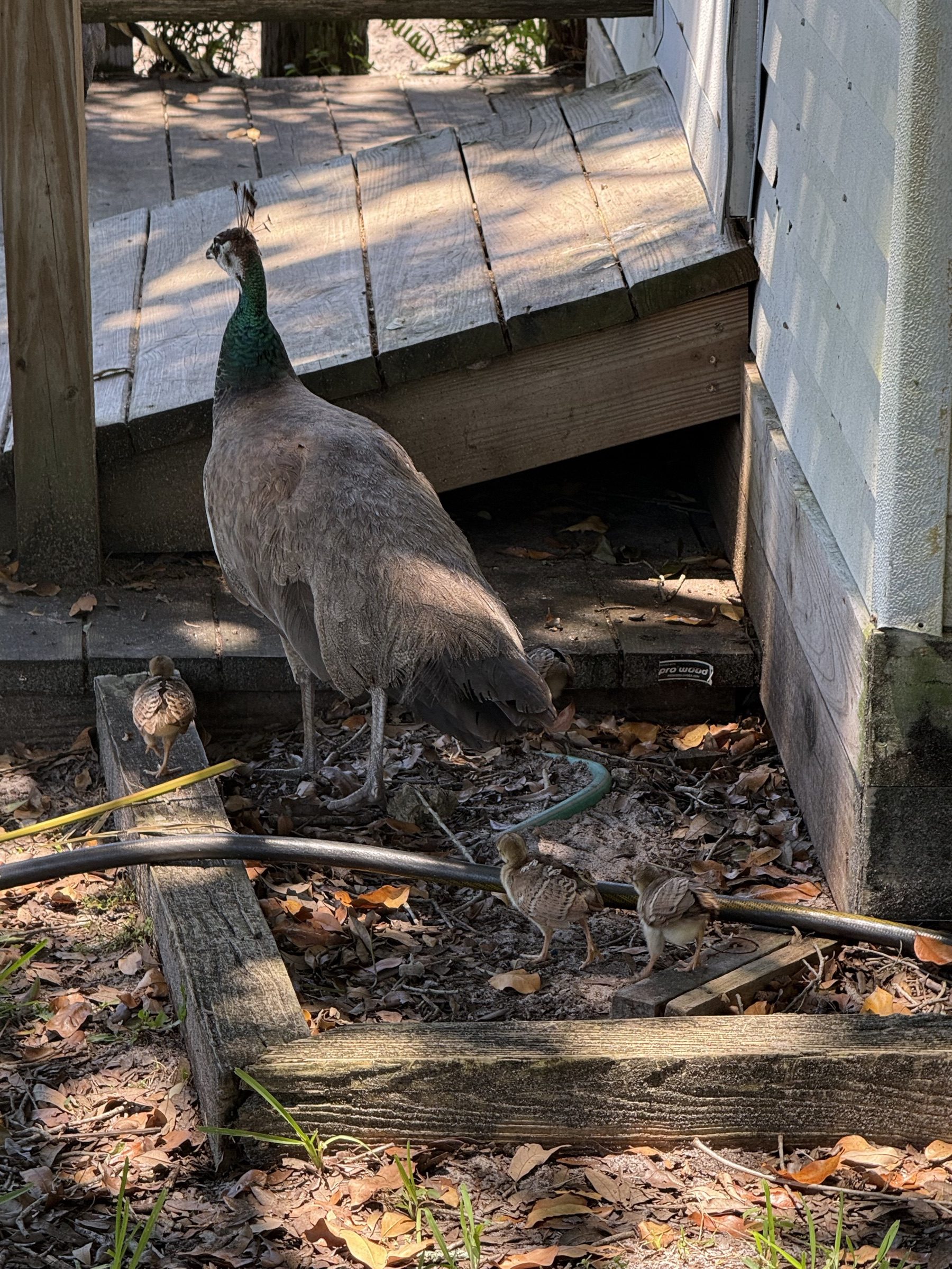 A peahen and her chicks spotted on an Aces Airboat Tours bird watching tour