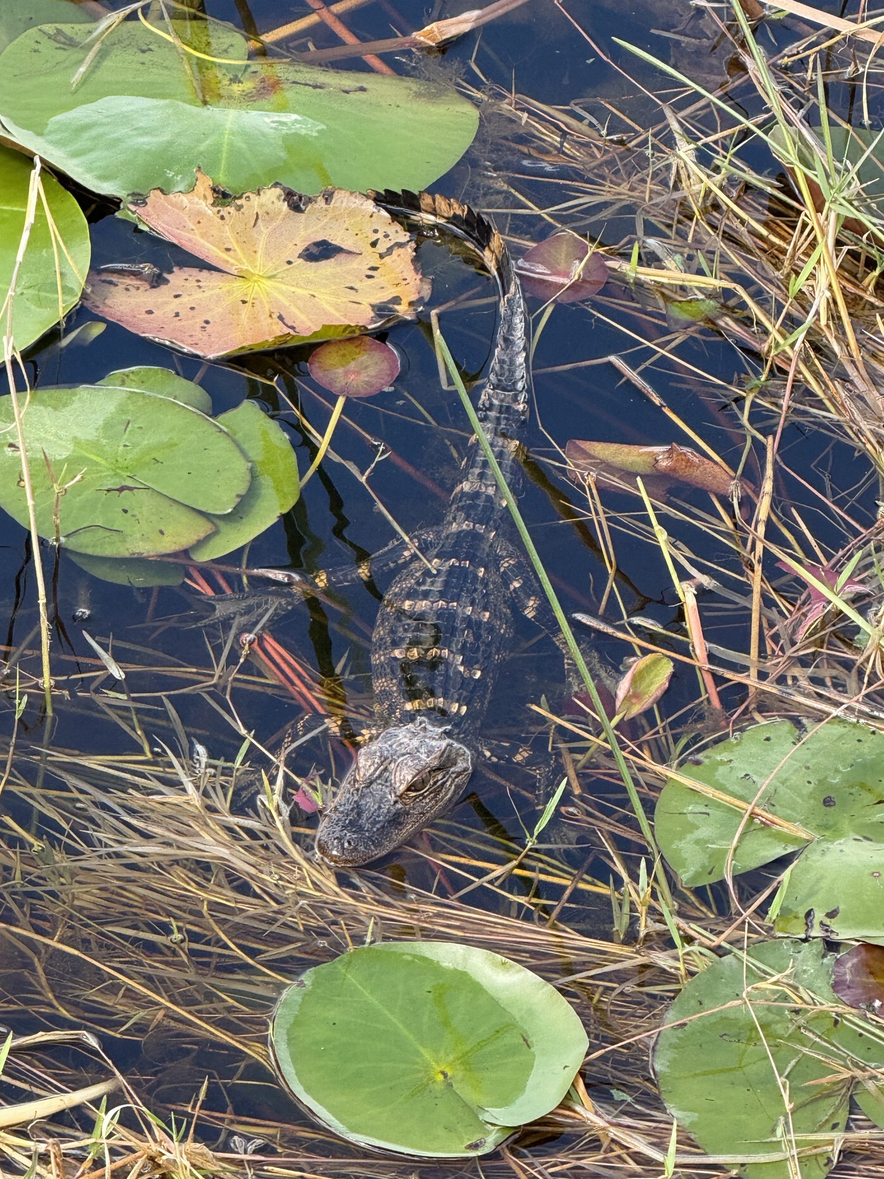 Young alligator resting among lily pads on a private airboat nature tour west of Coconut Creek