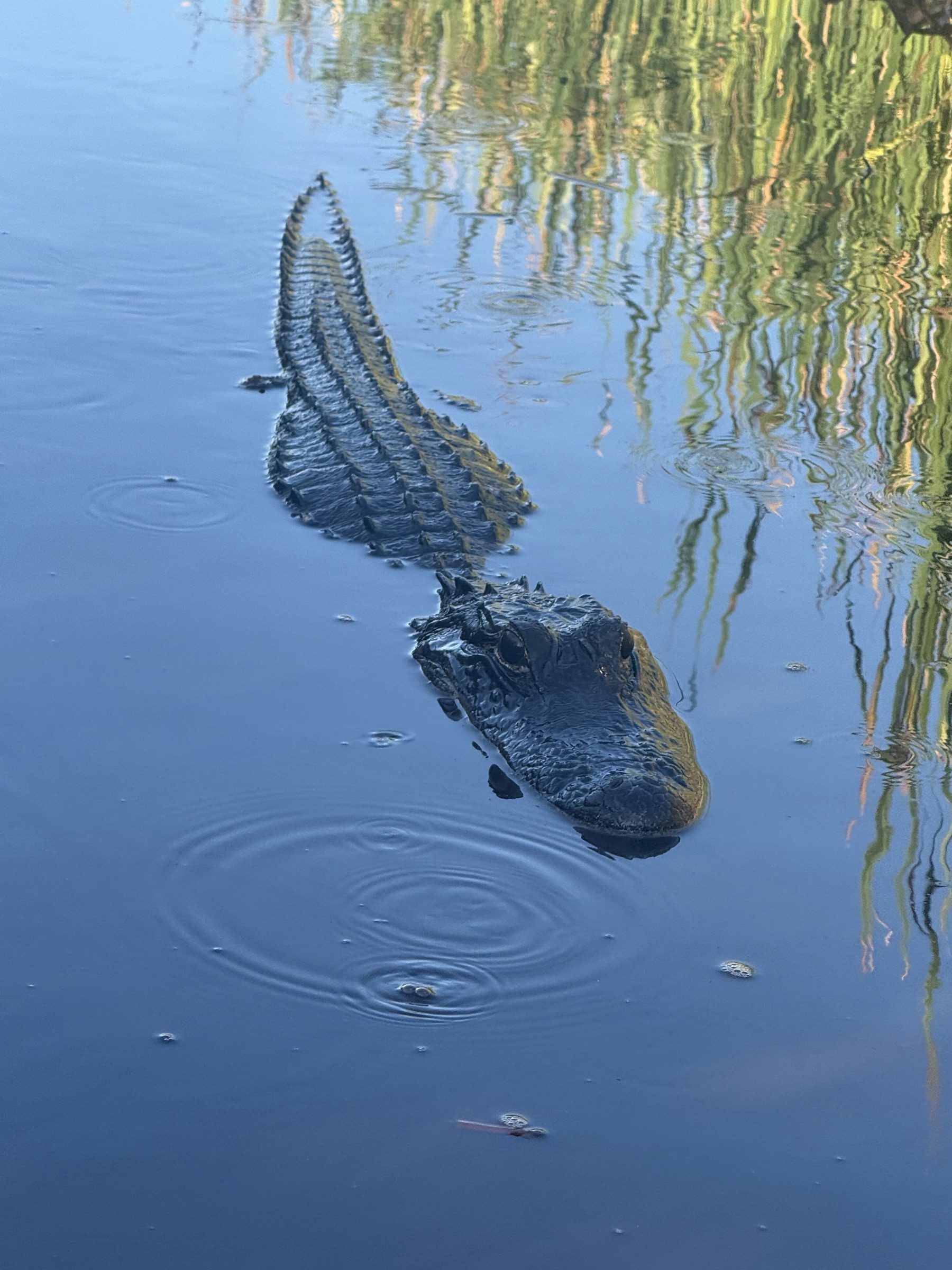An alligator swimming through mirror-still Everglades water reflecting the tree line