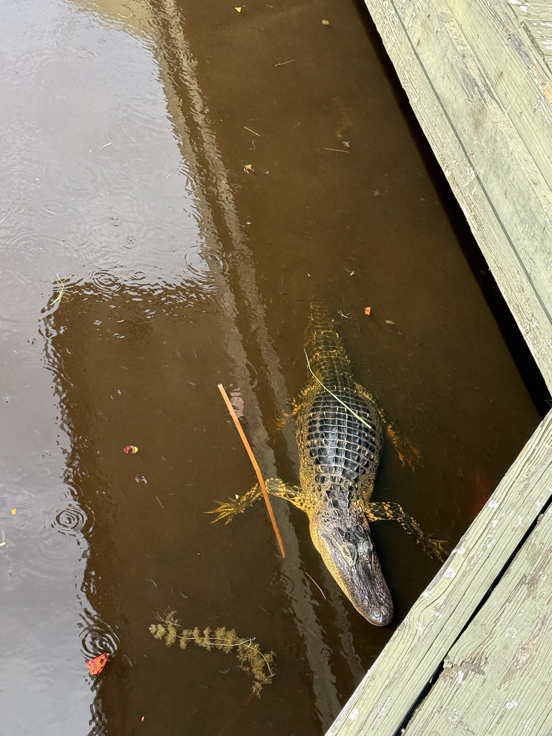 Wild alligator resting near the ramp at the start of airboat tours Pembroke Park guests book