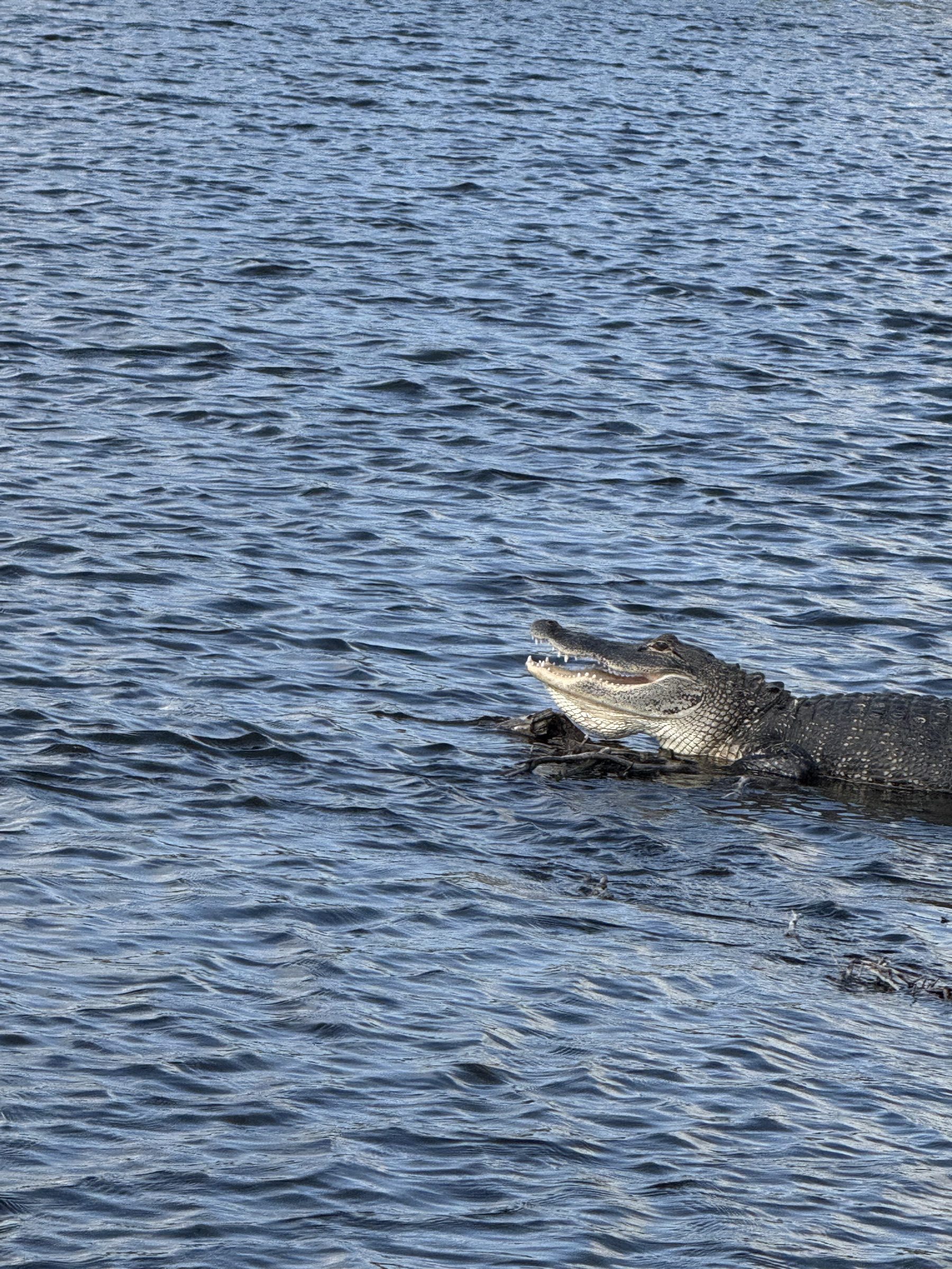 A large alligator cruising across open Everglades water on an airboat tour