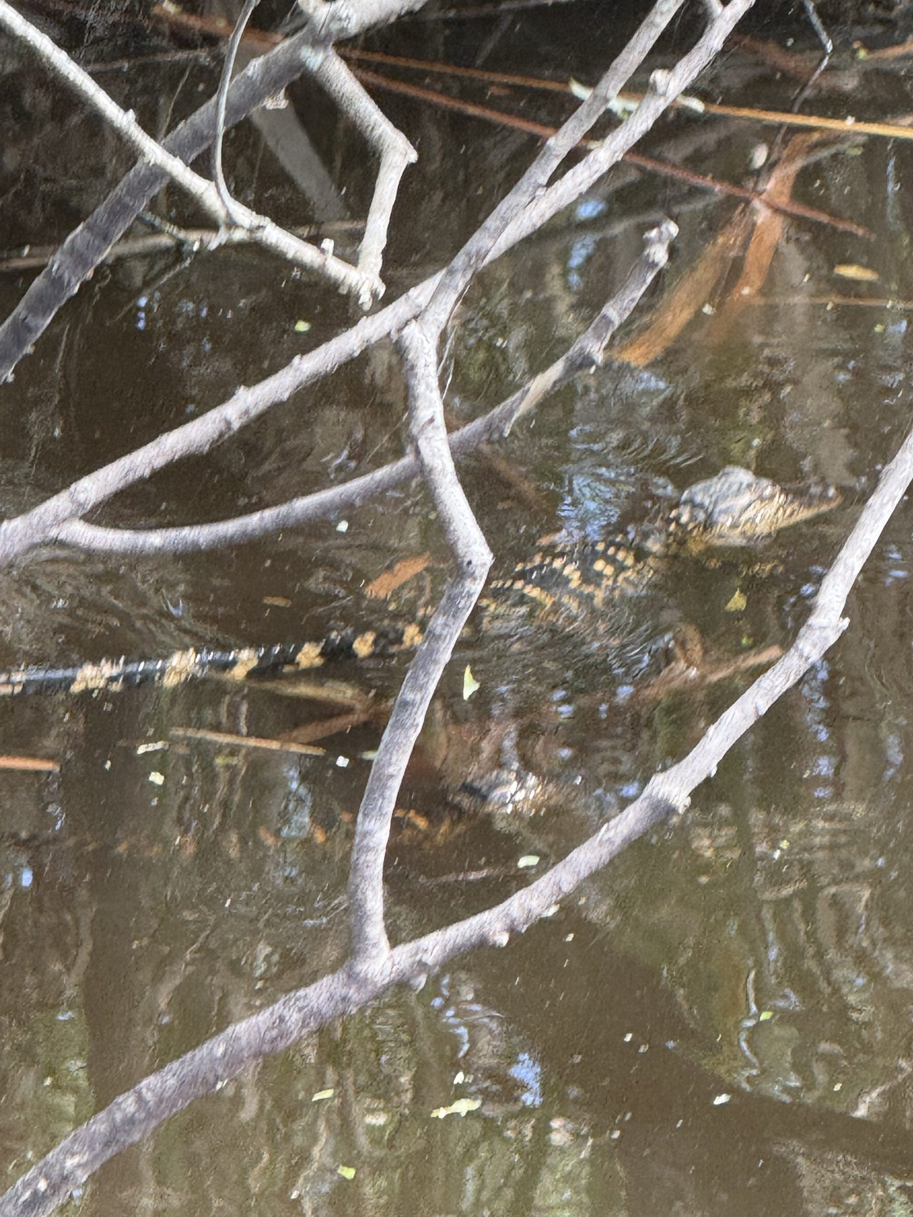 A well-camouflaged alligator hiding among branches on an Everglades nature tour