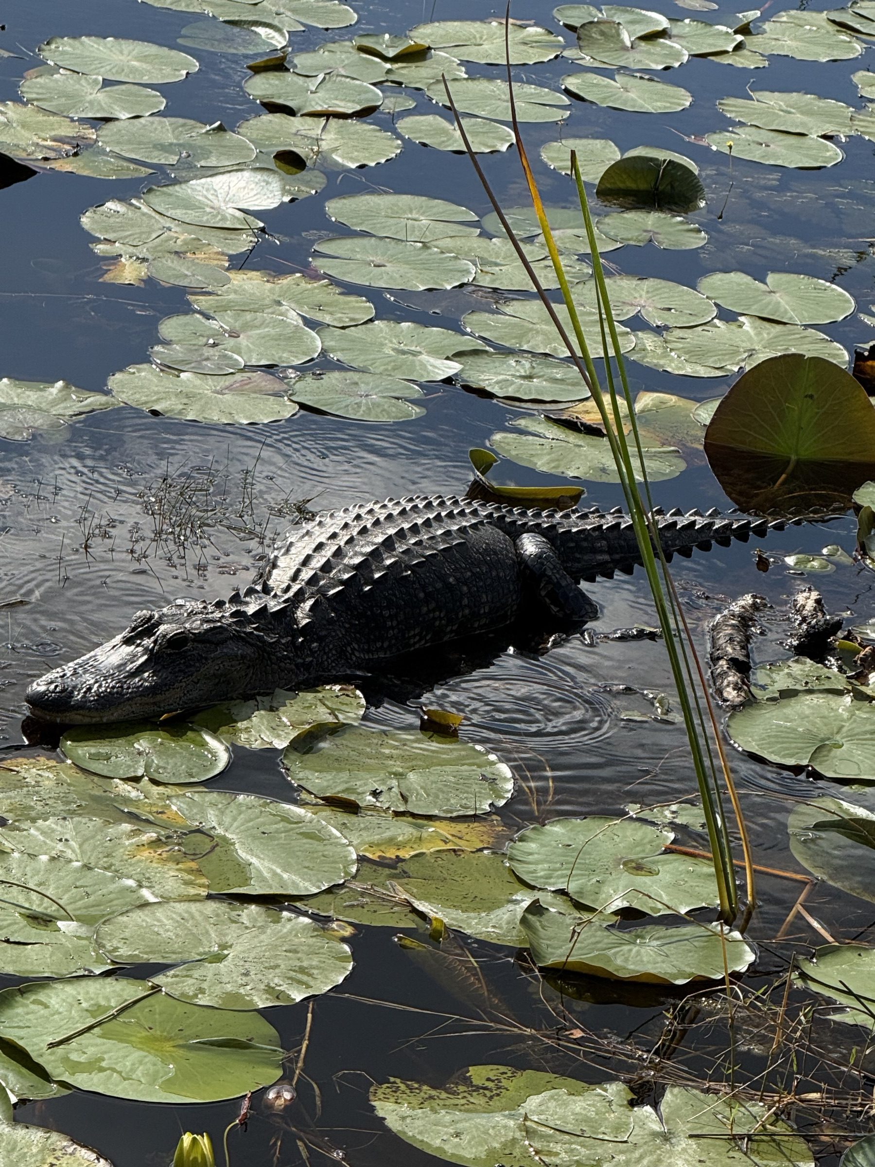 An alligator basking among lily pads in the Florida Everglades