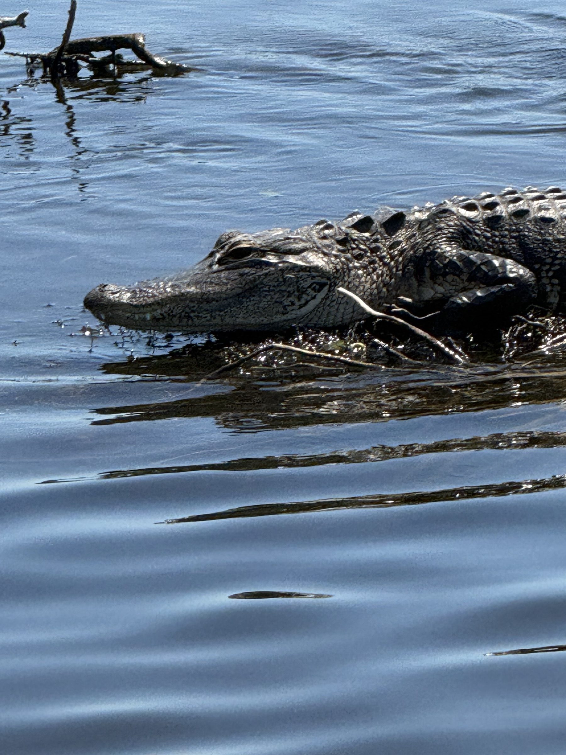 Wild American alligator swimming beside the boat on one of our private alligator tours in the Everglades