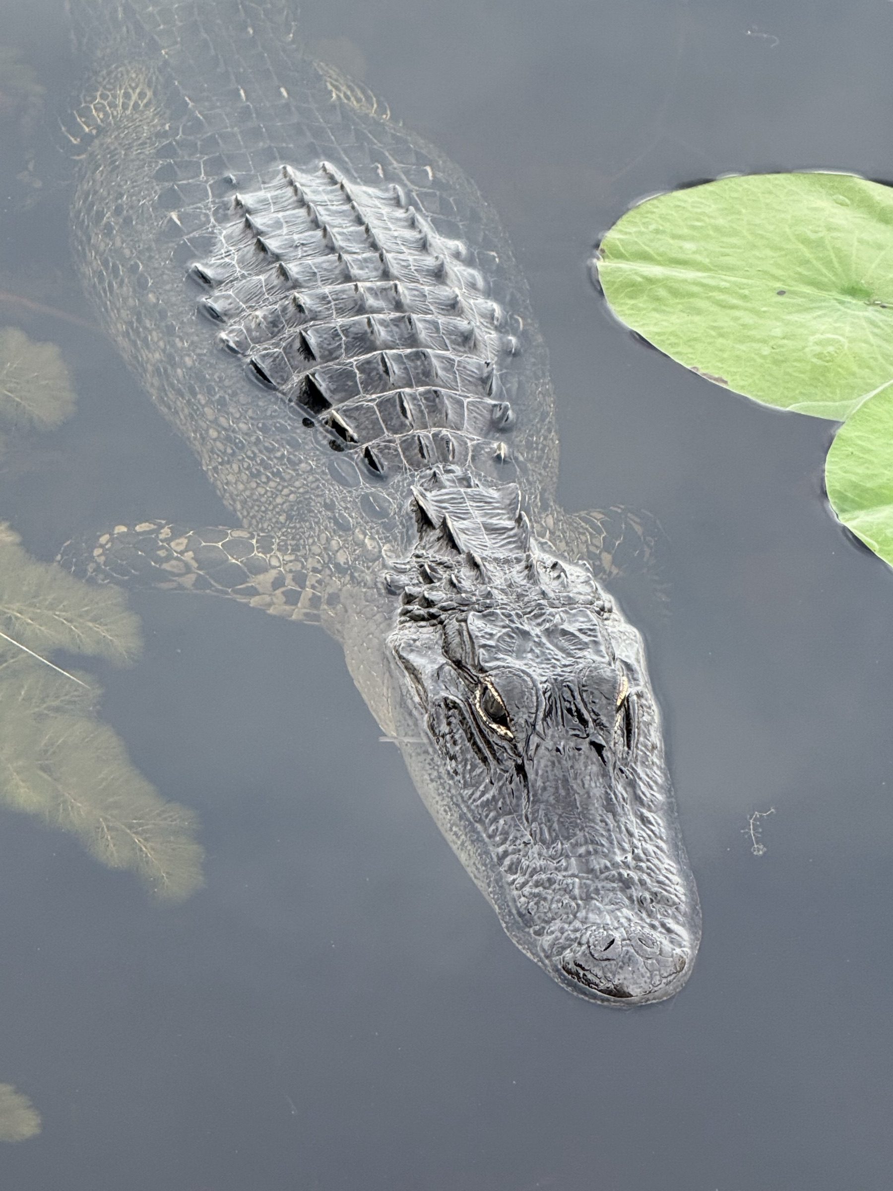 An alligator seen from above with its eye visible on an Everglades airboat tour