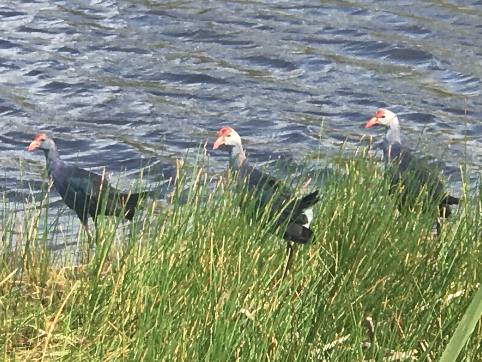 Roseate and wading birds among the sawgrass on an Everglades airboat tour