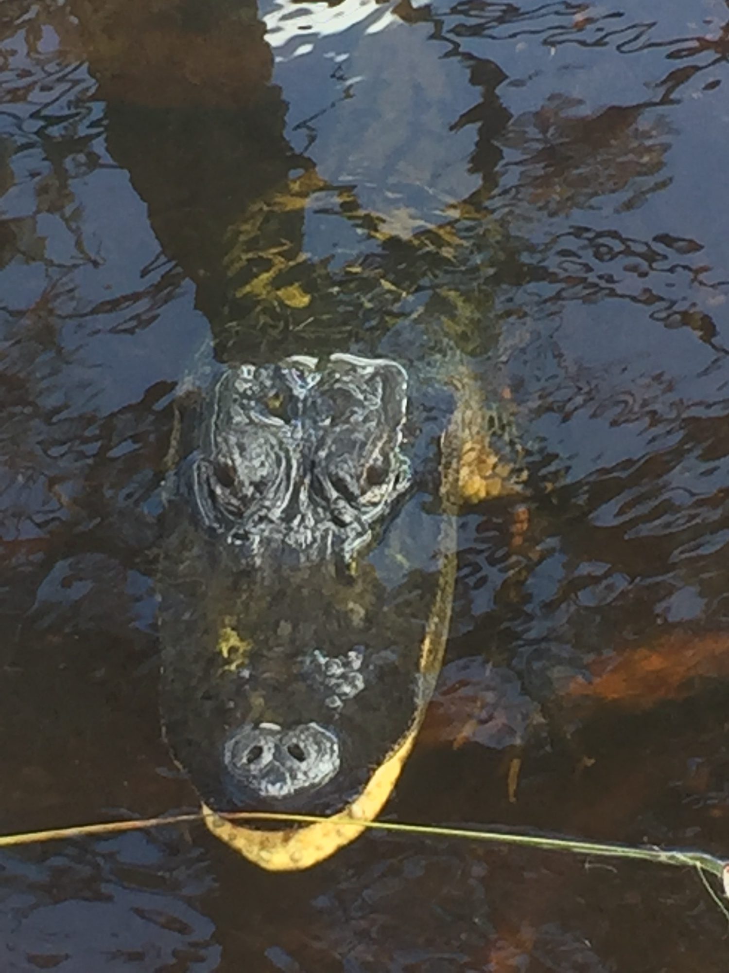 An American alligator surfacing in the Everglades