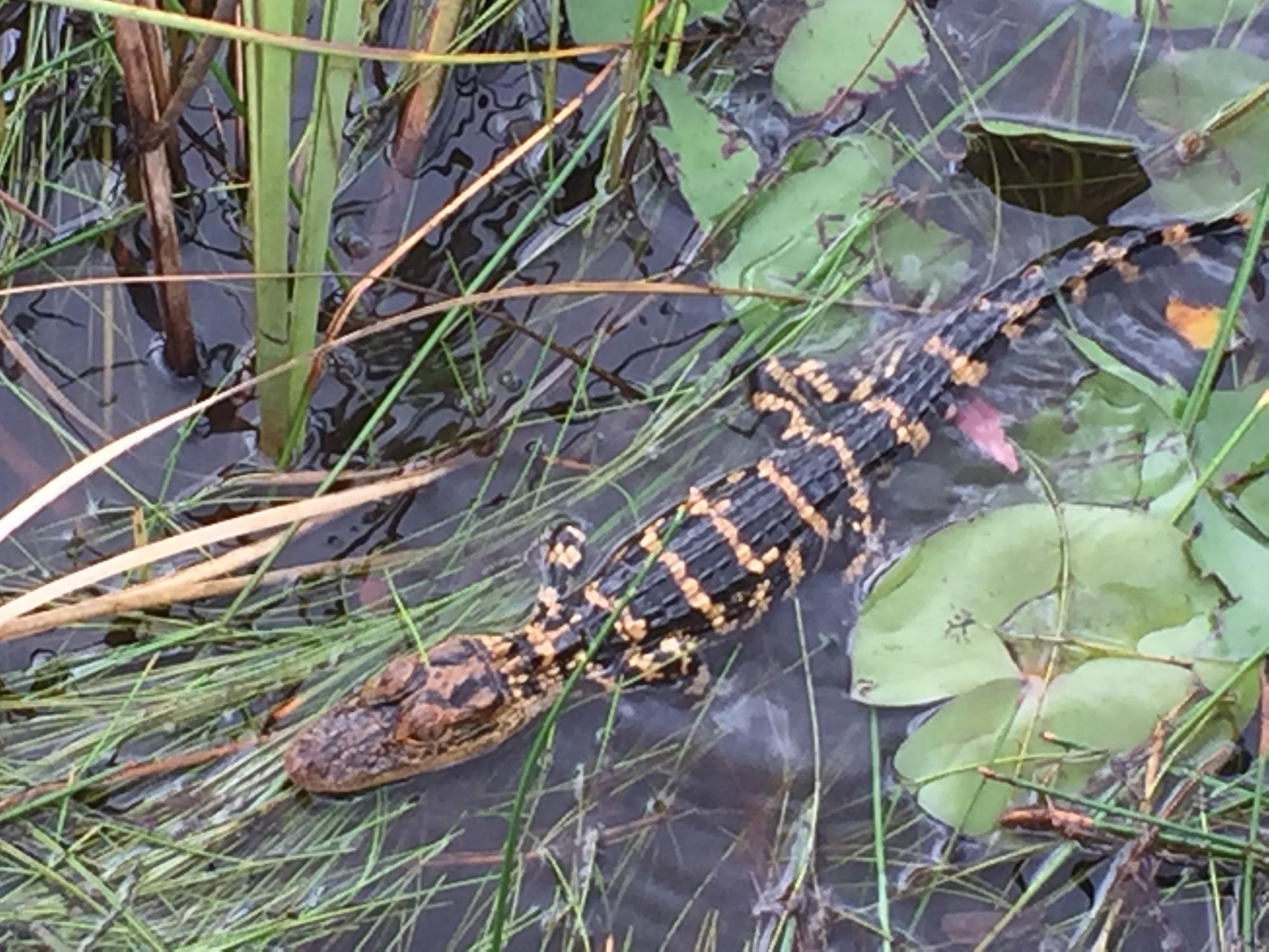 A young alligator resting among lily pads in the Everglades
