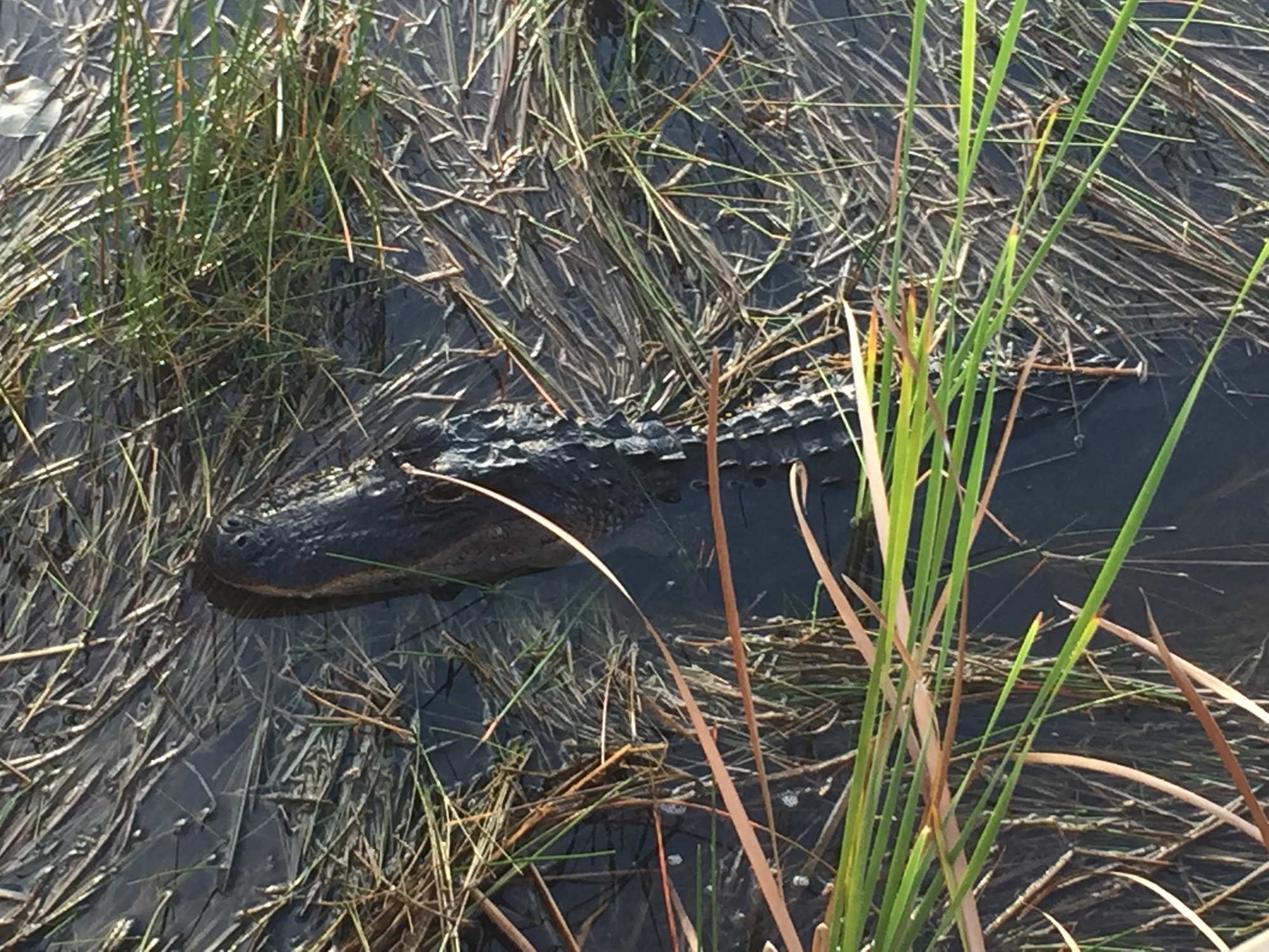 A wild alligator moving through the Everglades sawgrass