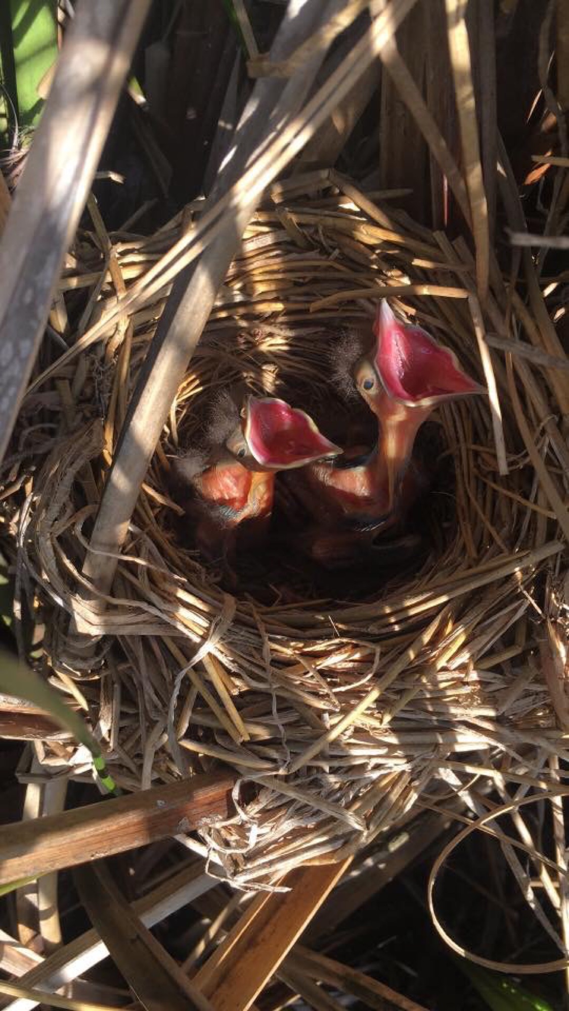 Nesting baby birds spotted on an Everglades airboat wildlife tour