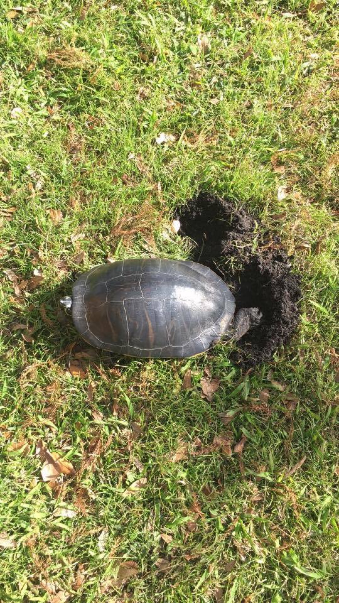 A freshwater turtle basking in the Everglades sawgrass