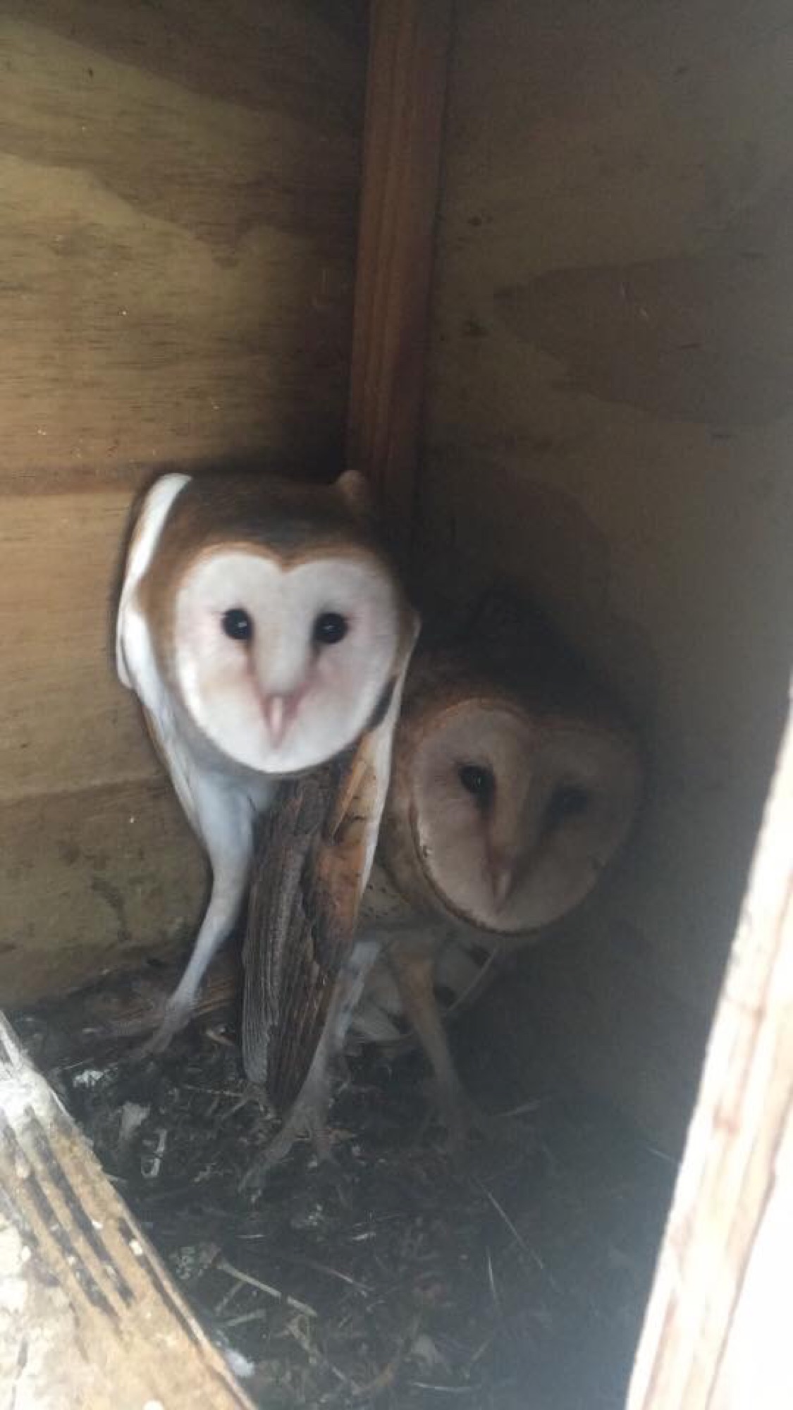 A pair of barn owls spotted on an Everglades airboat wildlife tour