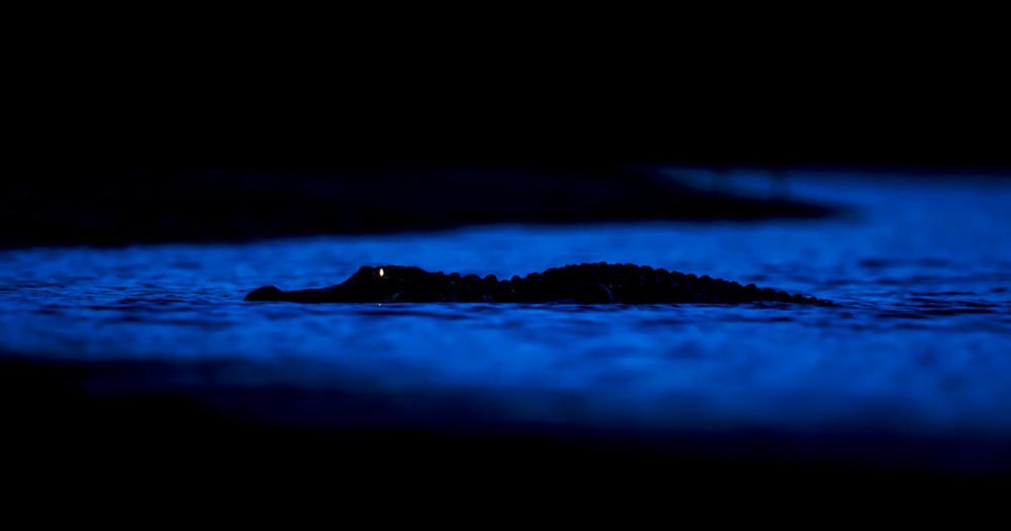 An alligator's eyes glowing on the Red Eye night airboat tour