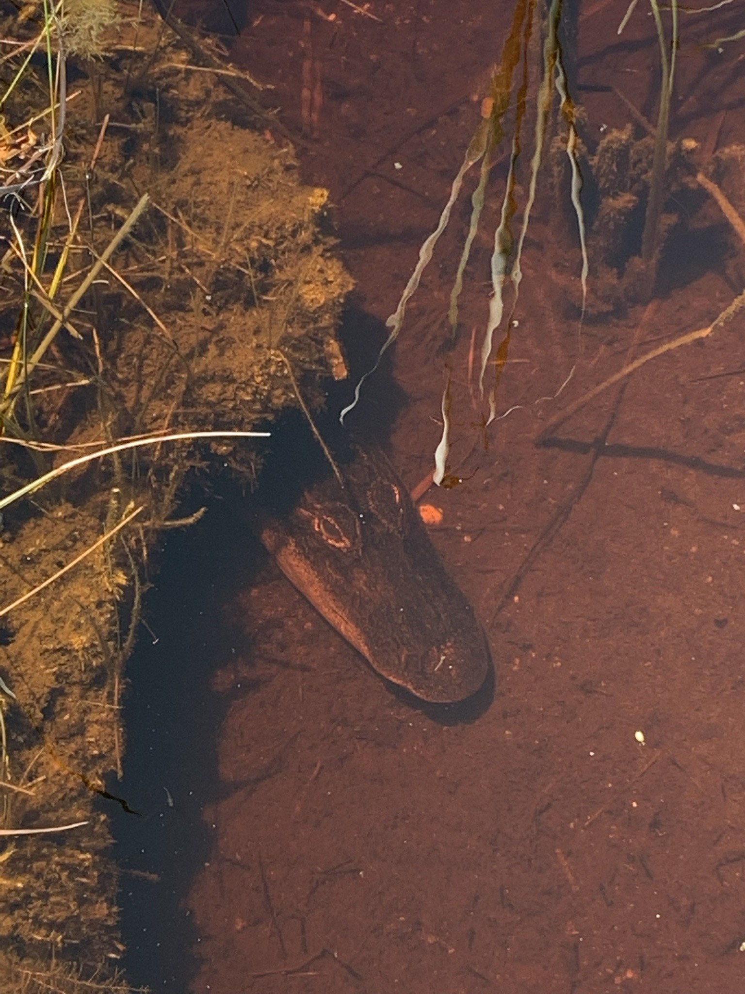 A wild American alligator resting in tannic Everglades water among the reeds