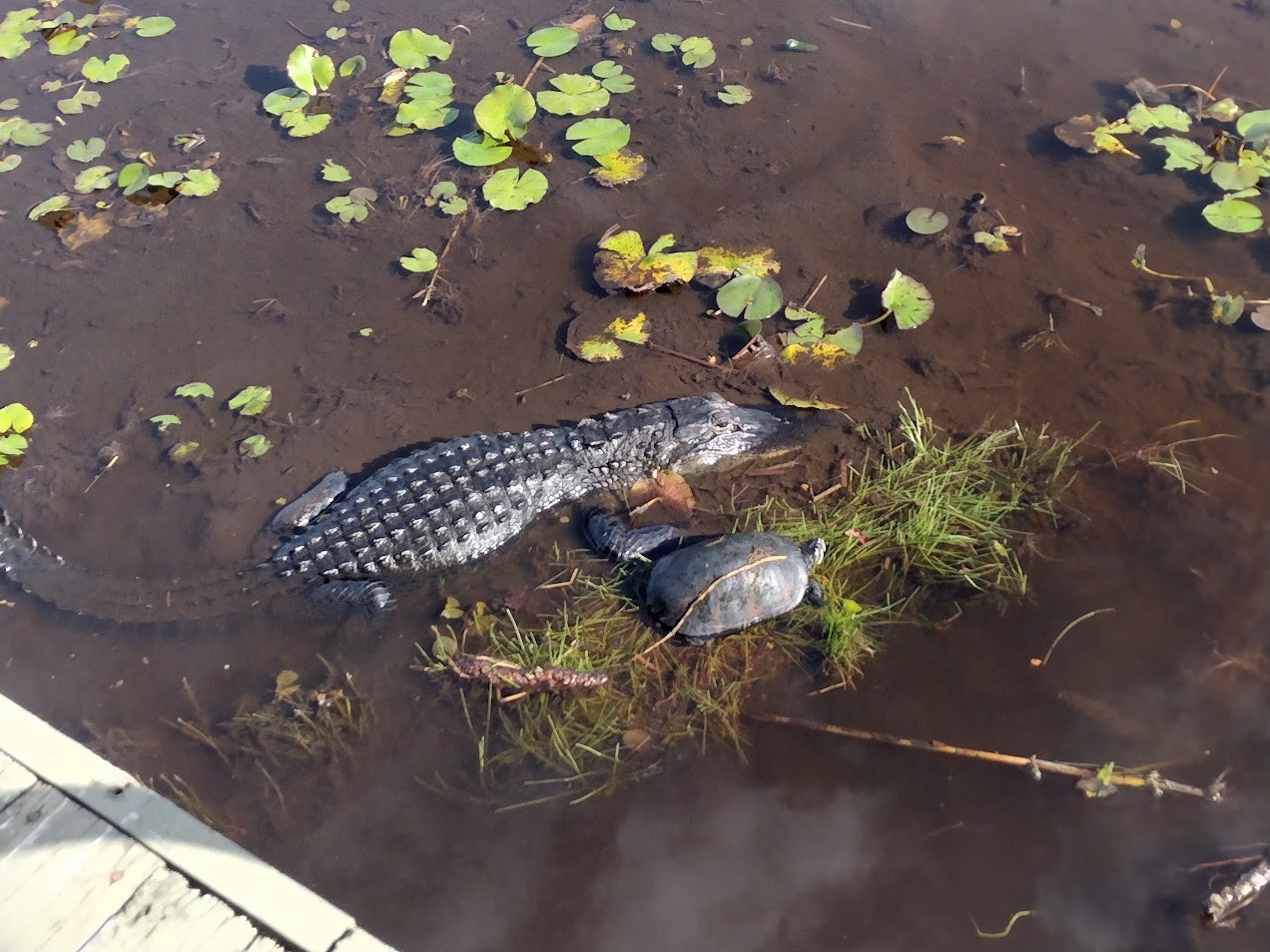 An American alligator gliding through the lily pads in the Everglades