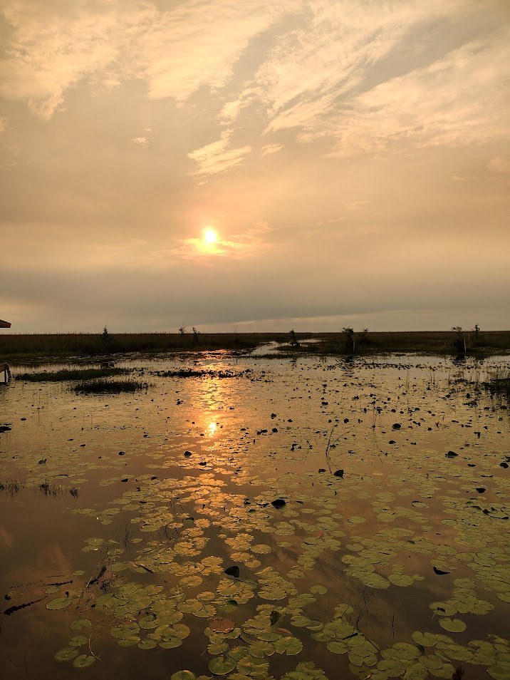 Golden sunset light reflecting off the lily-pad-covered Everglades water