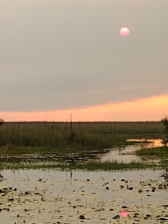 A soft pink sun sinking through the haze over the Everglades sawgrass