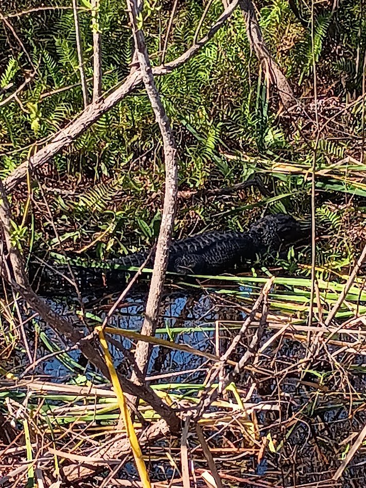 A camouflaged alligator resting among the reeds and grass in the Everglades