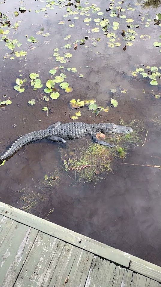 An alligator swimming in the water beside the airboat dock in the Everglades